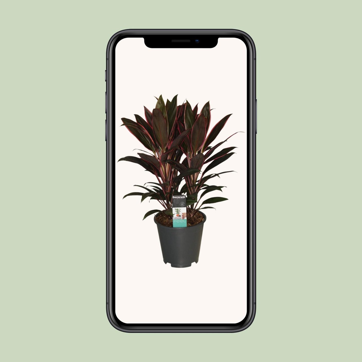 Cordyline Rumba – Exotische, pflegeleichte Zimmerpflanze Ø19cm