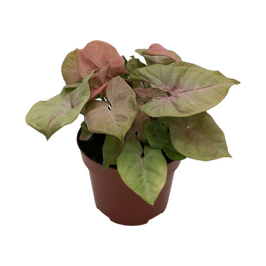 Syngonium 'Red Heart' – Pflegeleichte, luftreinigende Zimmerpflanze