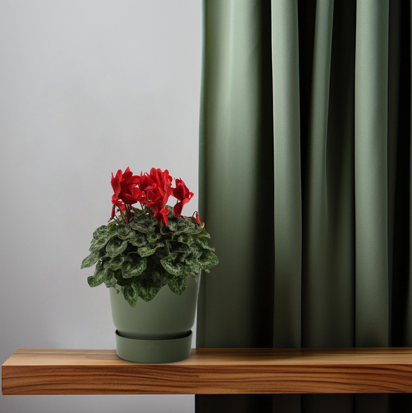 Cyclamen Rood – Pflegeleichte Zimmerpflanze Ø17cm