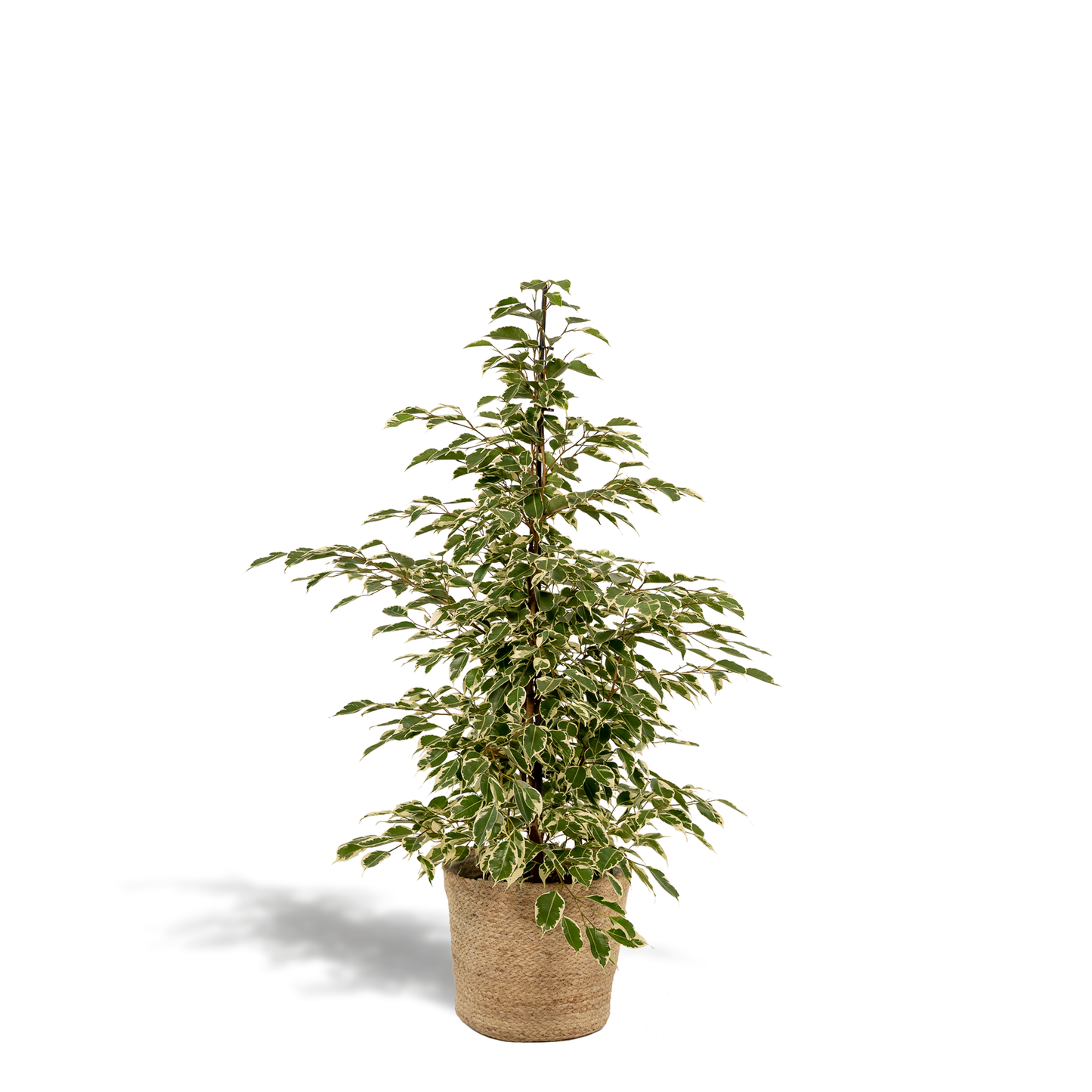 Ficus benjamina Twilight Ø21cm mit Korb Selin