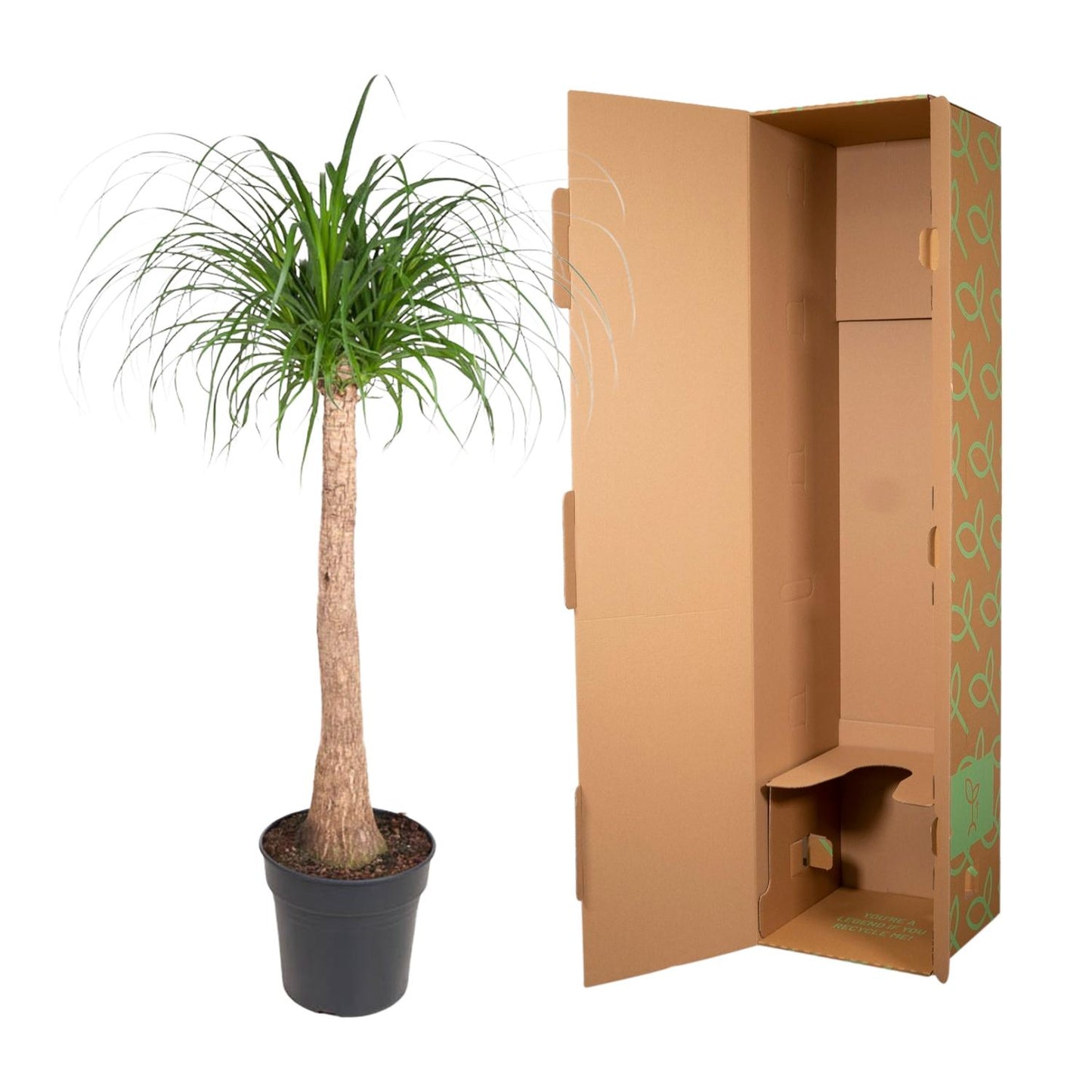 Beaucarnea Stamm – 120 cm – pflegeleichte Zimmerpflanze
