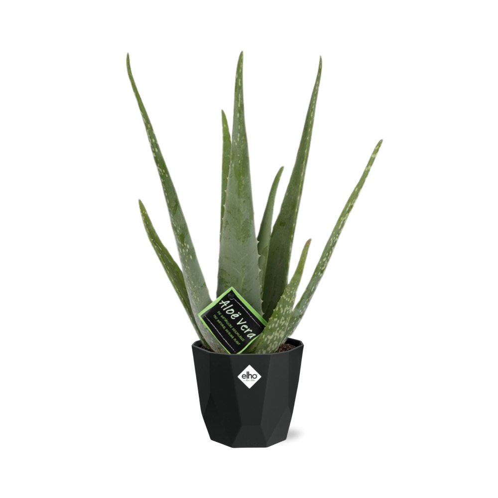 Aloe Vera 12cm in 14cm Topf b.for rock living black