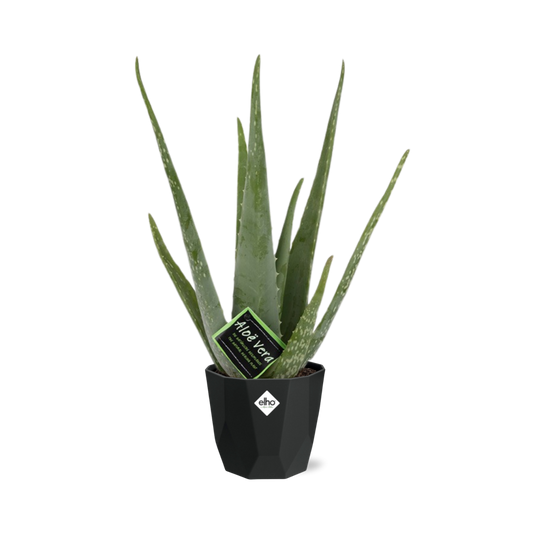 Aloe Vera 12cm in 14cm Topf b.for rock living black