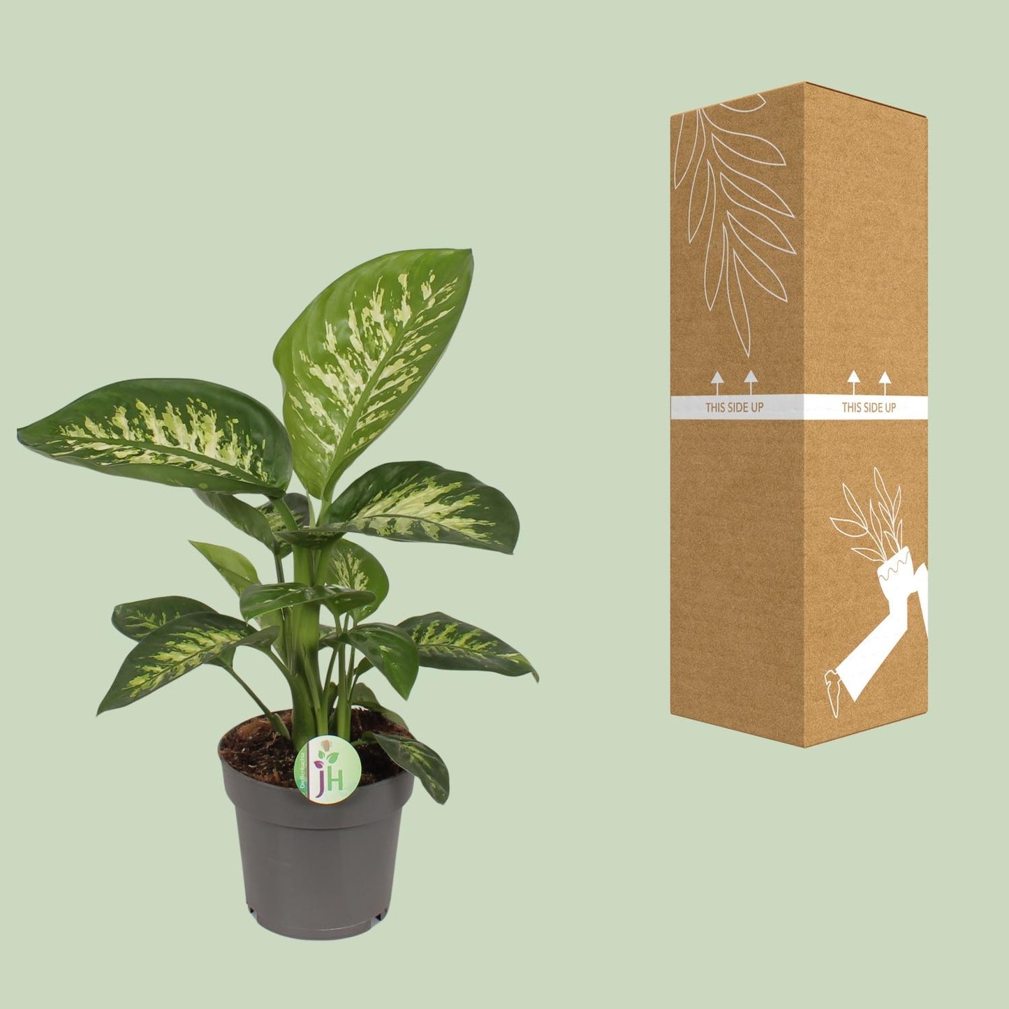 Dieffenbachia Reeva – Exotische, pflegeleichte Zimmerpflanze Ø17cm