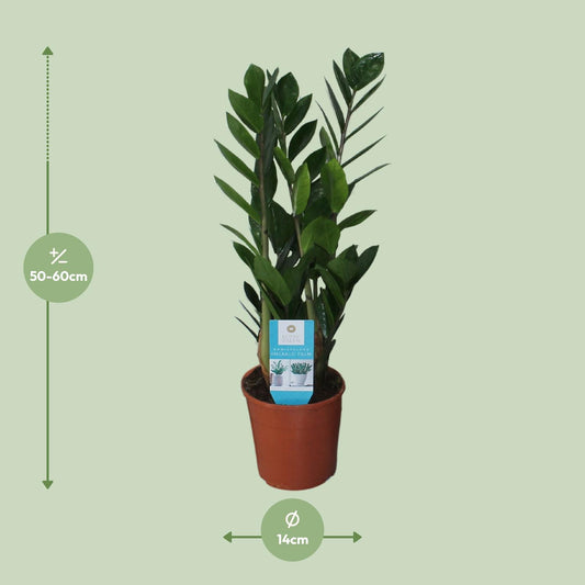 Zamioculcas Zamiifolia – Pflegeleichte ZZ-Pflanze Ø14cm, 55cm hoch