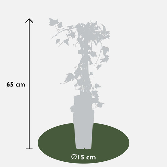 4x Efeu Hedera helix 'Goldheart' – Ø15 cm, ca. 65 cm hoch