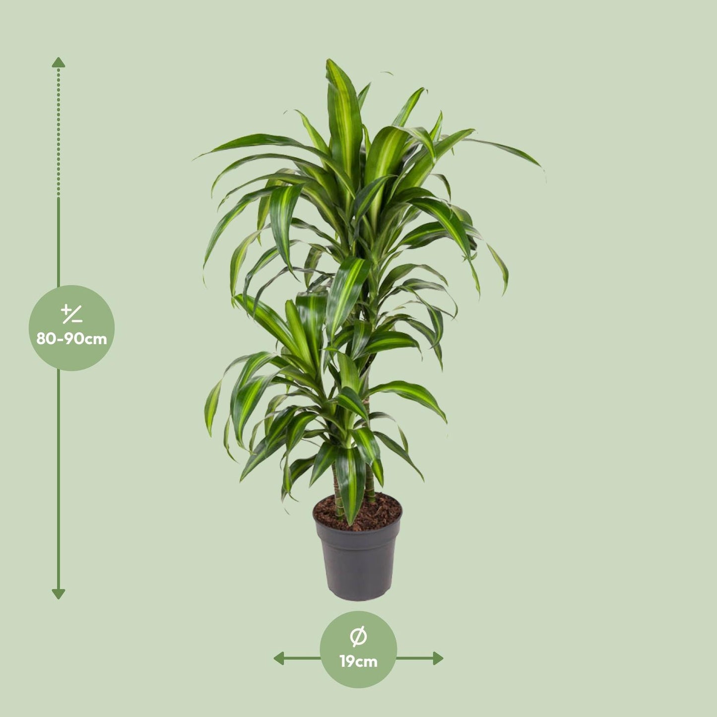 Dracaena Hawaiiana – Tropische, pflegeleichte Zimmerpflanze Ø19cm