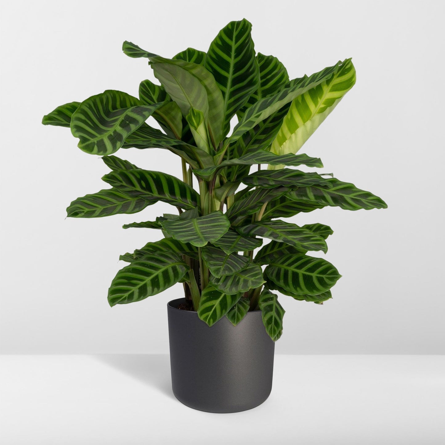 Pfauenpflanze Zebrina – Tropische Zimmerpflanze Ø19cm