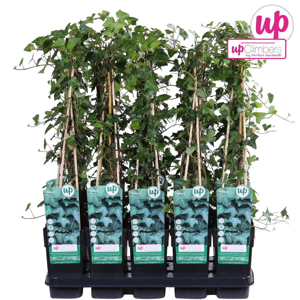 Hedera helix - Pflegeleichter Efeu Kletterpflanze Ø15cm