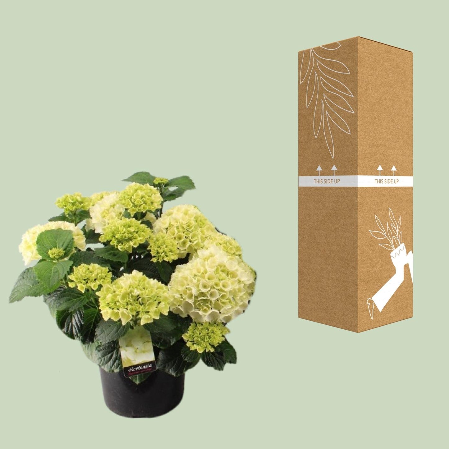 Endlose Hortensie Weiß – Pflegeleichte Zimmerpflanze Ø23cm