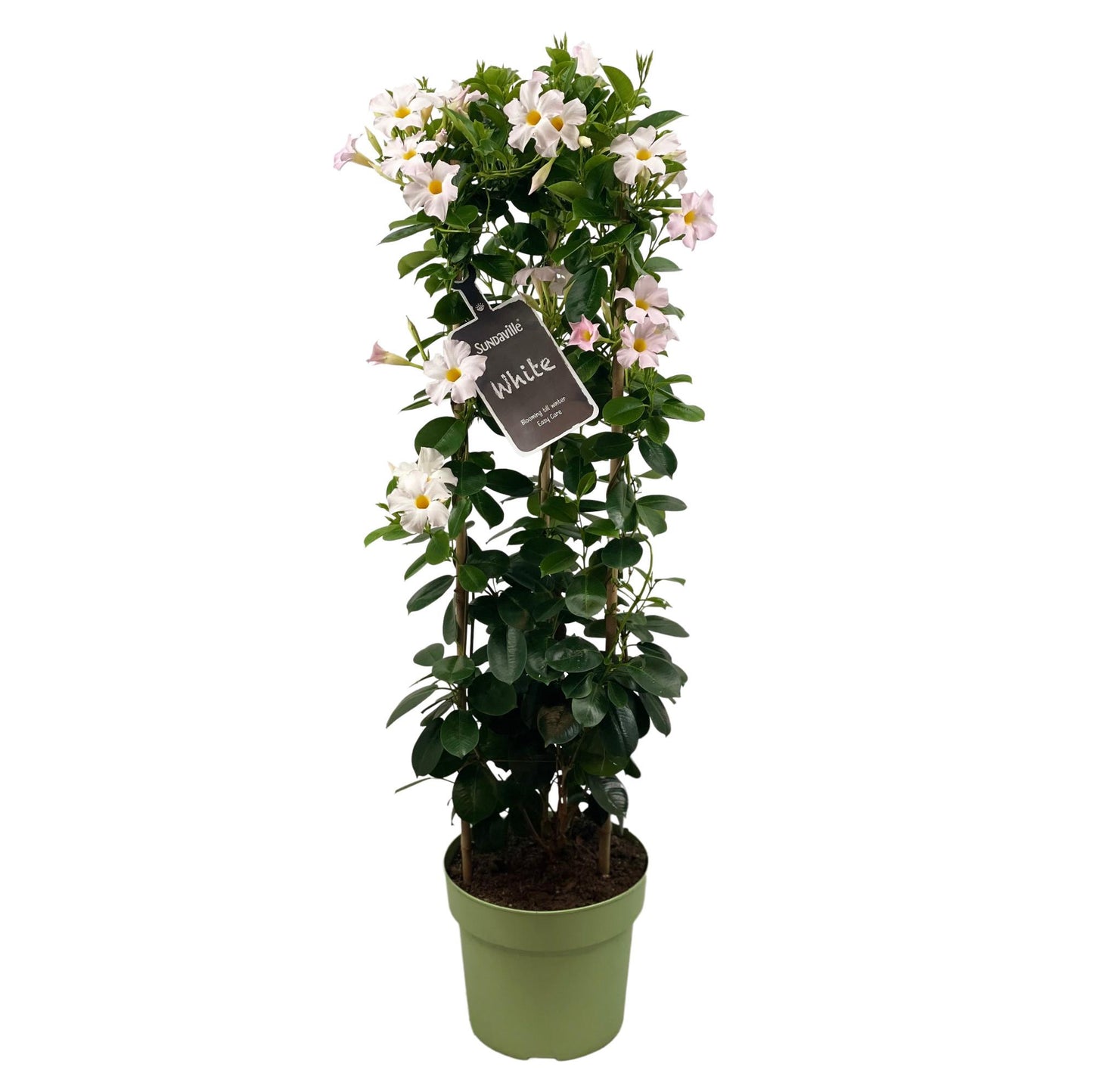 Mandevilla 'Sundaville White' – 95 cm Kletterpflanze im Turm