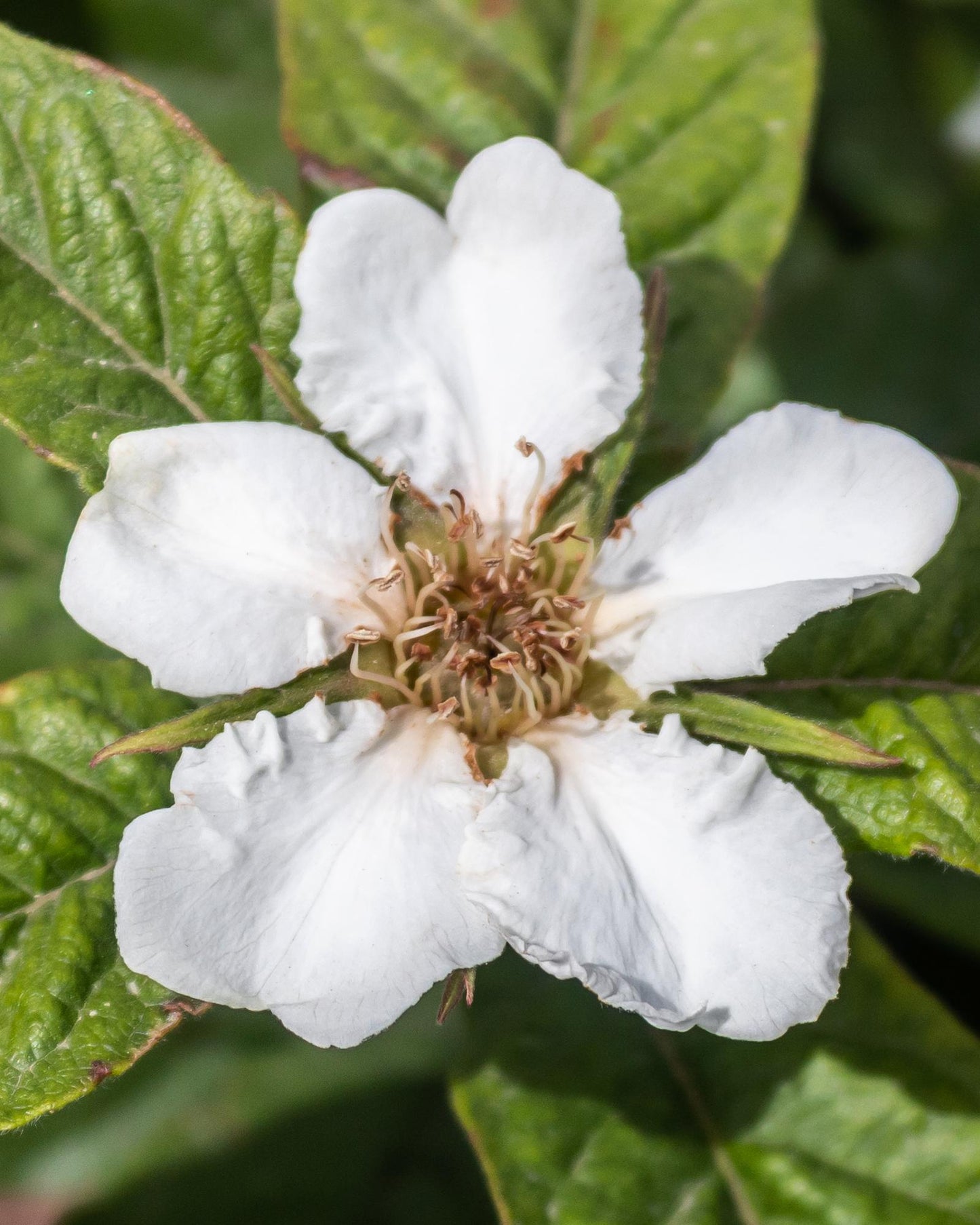 Mespilus germanica 'Westerfield' – Pflegeleichter Medaillenbaum Ø23cm