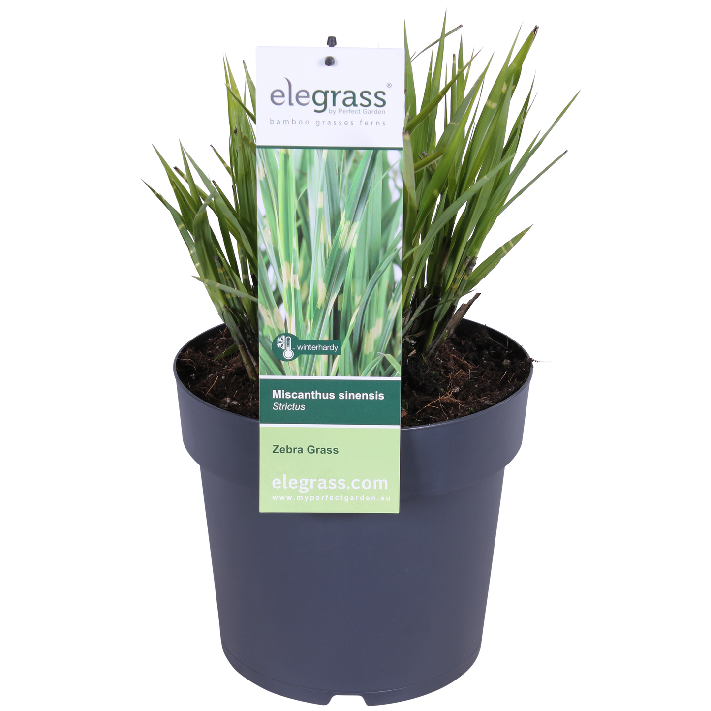 Miscanthus sinensis Strictus – Zebra Ziergras Ø23cm