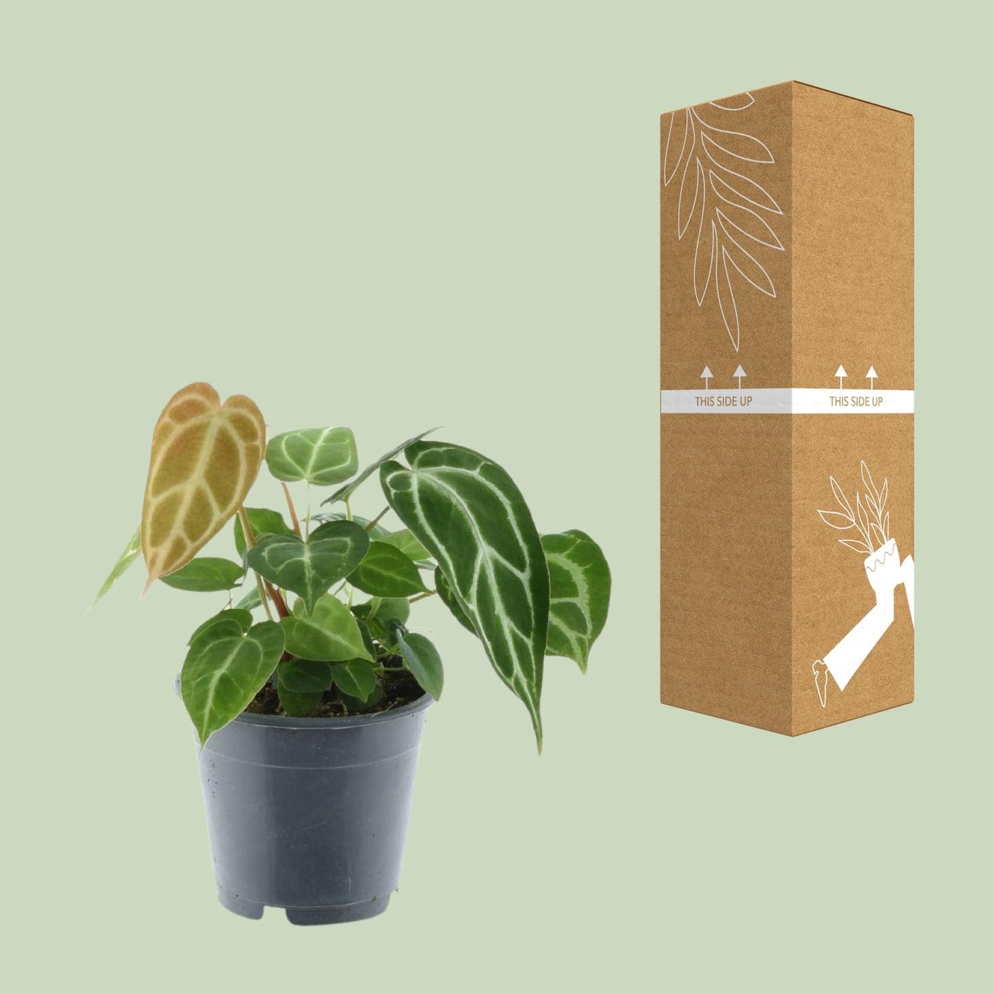 Anthurium Chrystallinum – Pflegeleichte Flamingoblume Ø12cm