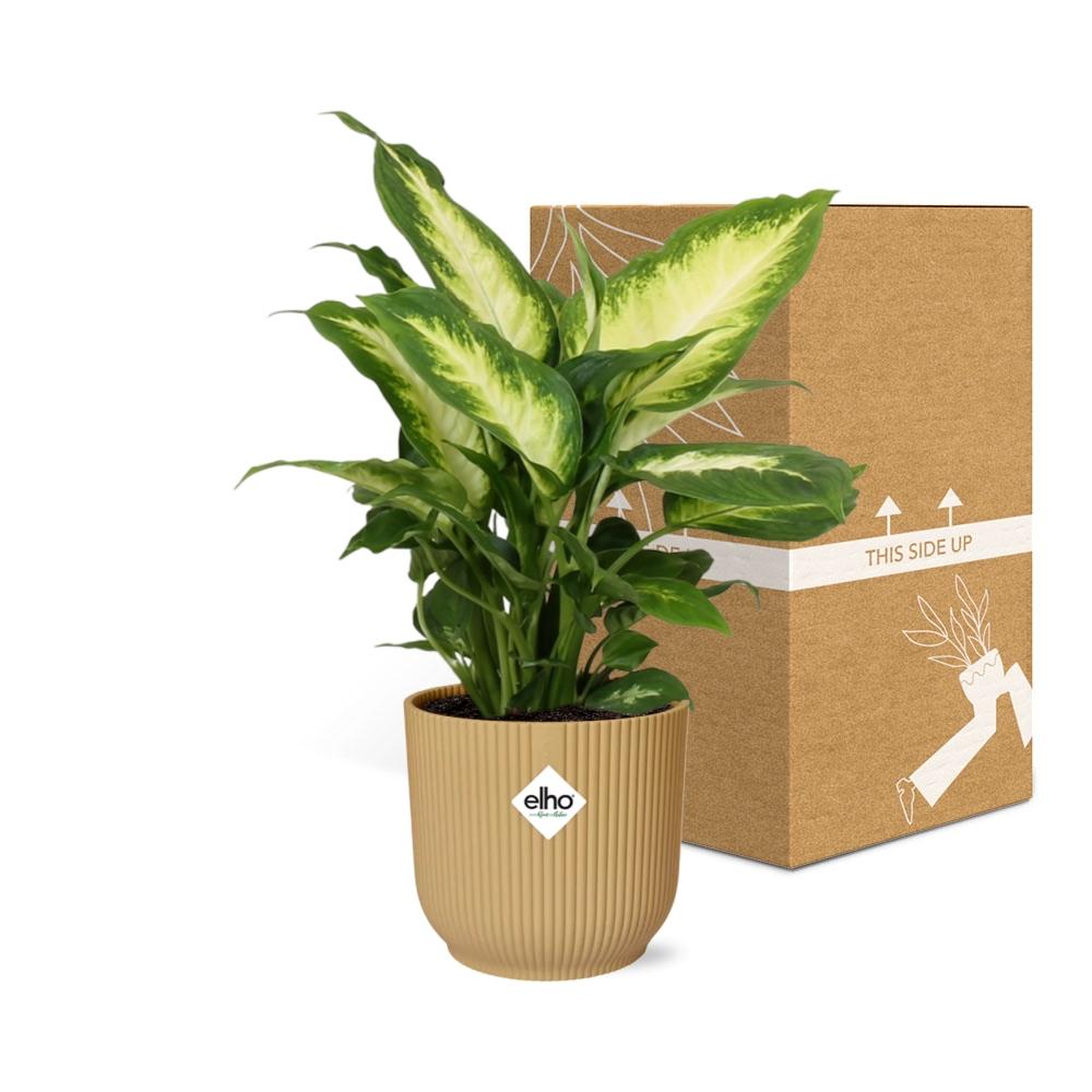 Dieffenbachia ‘Camilla’ im ELHO Vibes Fold 14cm Gelb