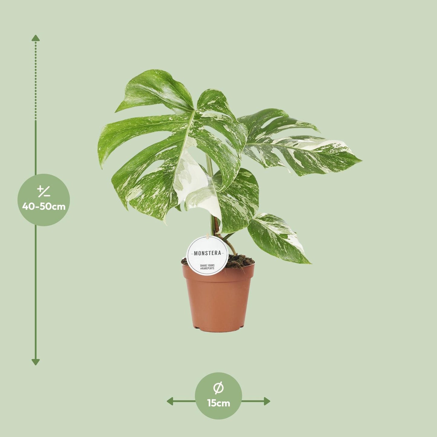 Monstera Deliciosa Variegata – Pflegeleichte Trendpflanze Ø15cm