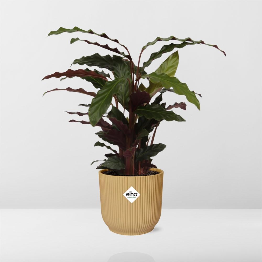 Calathea Rufibarba ‘Tropistar’ im ELHO Vibes Fold 14cm Gelb