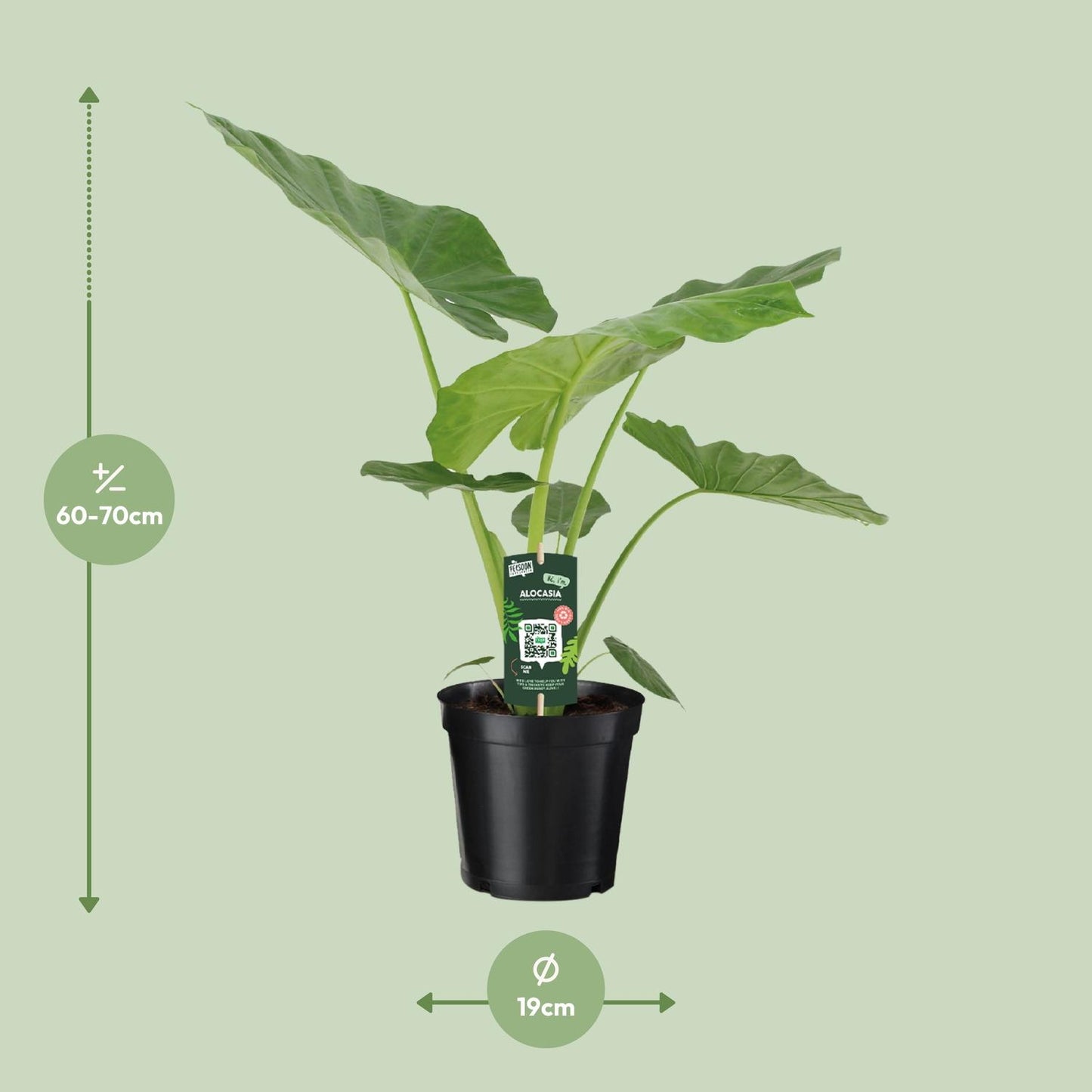 Alocasia Macrorrhiza – Exotische Zimmerpflanze Ø19cm, 70cm hoch