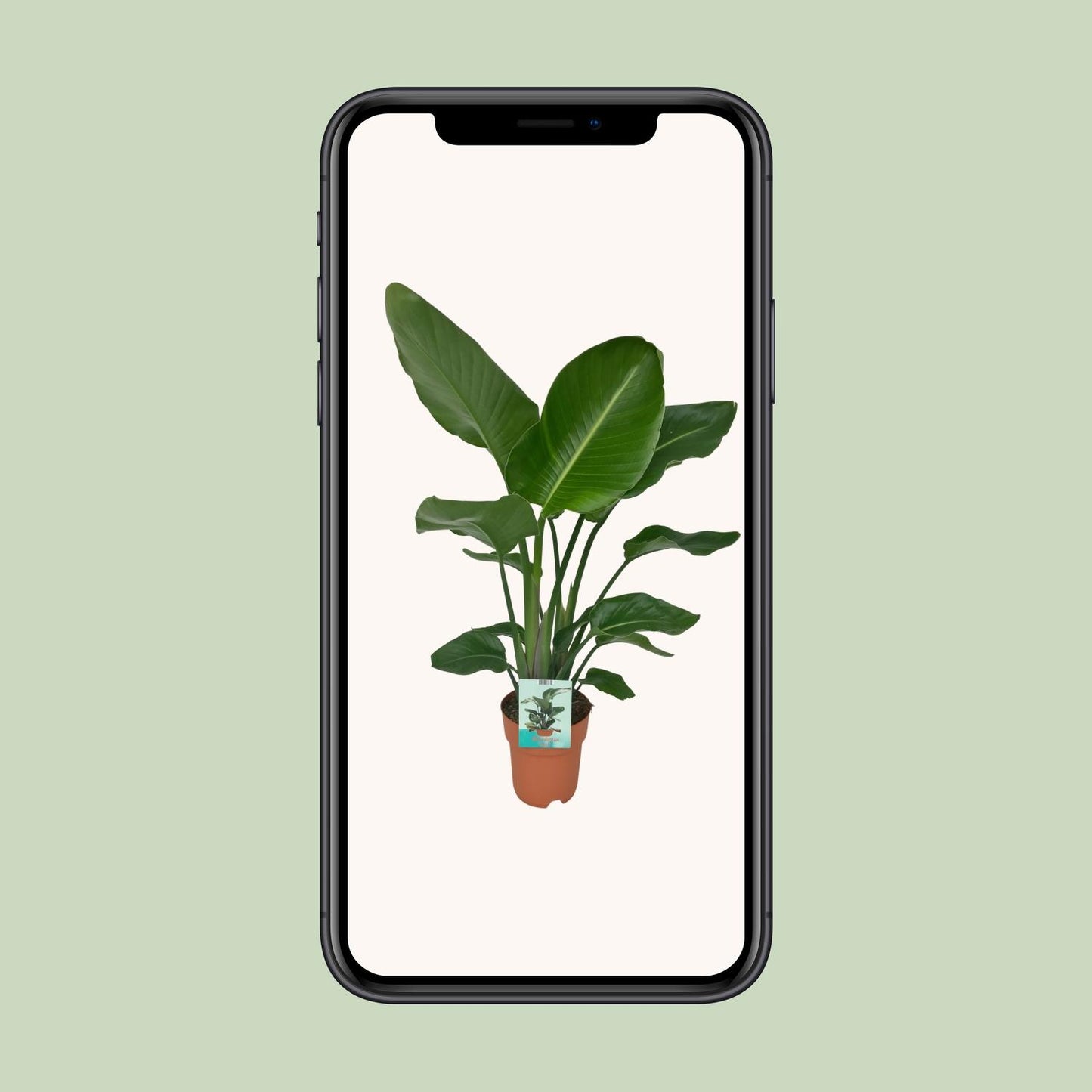 Strelitzia Nicolai – Paradiesvogelpflanze Ø19cm, 90cm hoch
