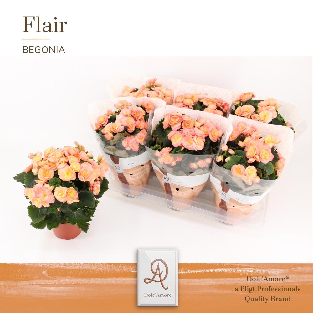 Begonia Hailey Sunset P14 Dolc'Amore® Flair – Pflegeleicht & Trendig