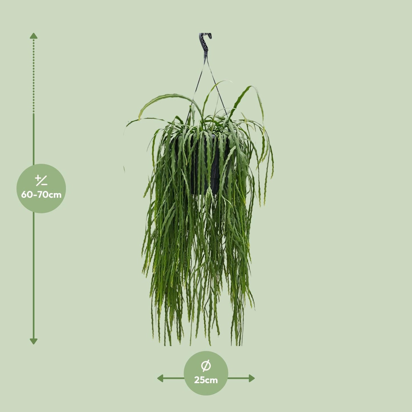Lepismium Asuntapatense – Exotischer, pflegeleichter Zimmerkaktus 70cm