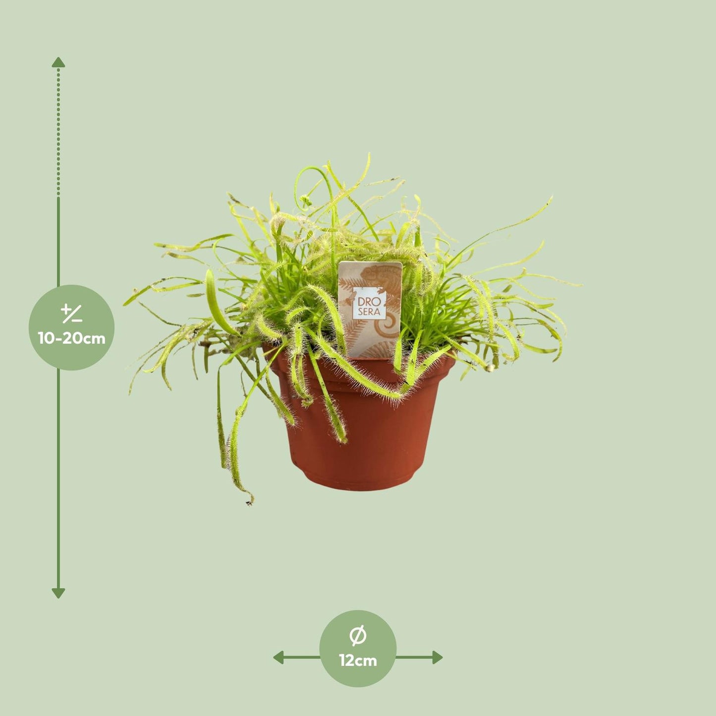 Drosera Capensis – pflegeleichte fleischfressende Pflanze Ø12cm