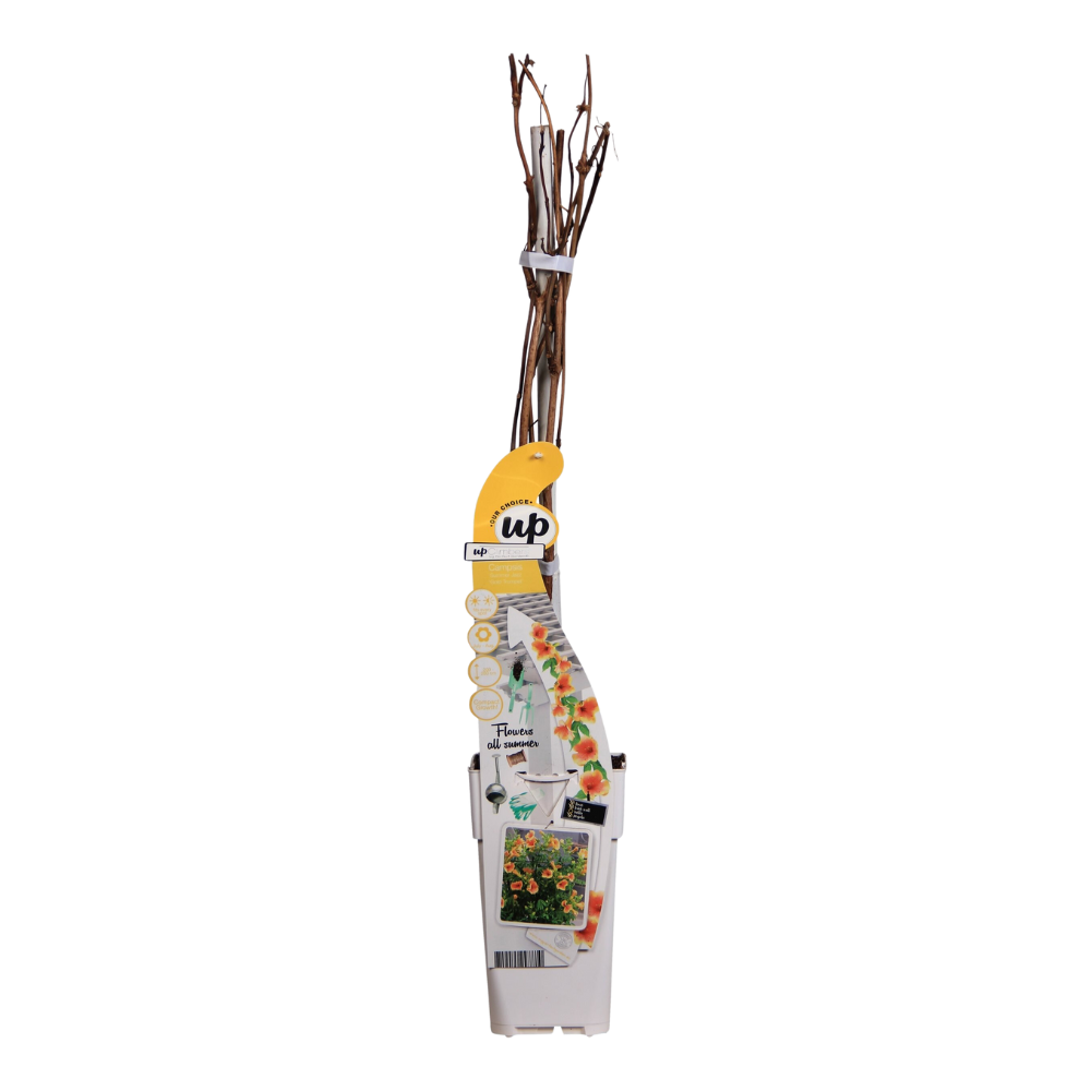 Trompetenblume 'Summer Jazz Gold' – pflegeleichte Kletterpflanze