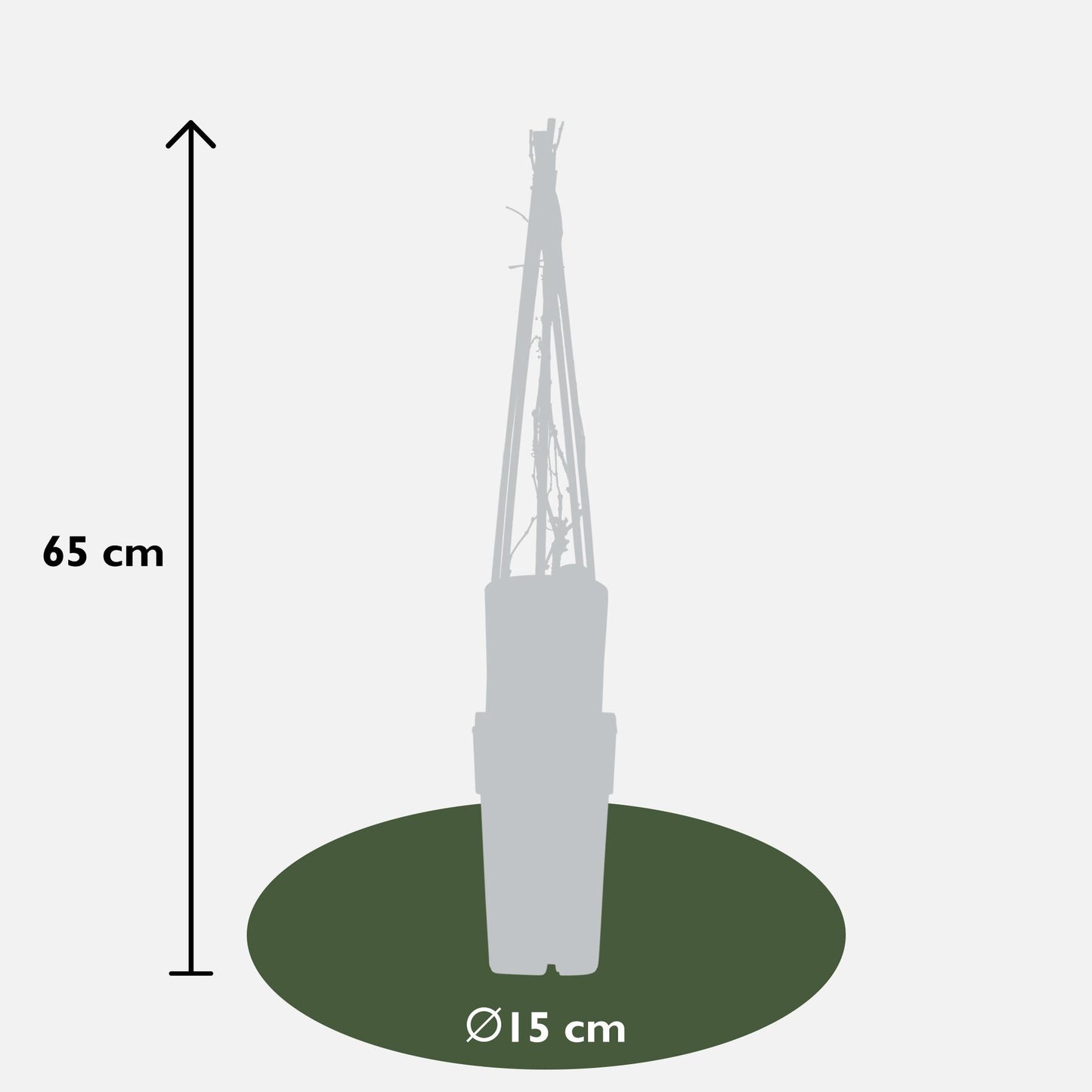 4x Parthenocissus quinquefolia 'Engelmannii' – Selbstkletternde Kletterpflanze Ø15cm