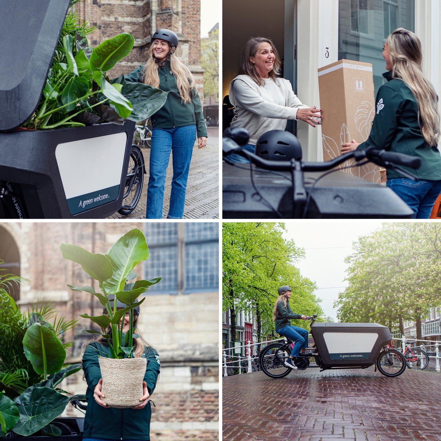 Überraschungsbox mit pflegeleichter Zimmerpflanze Ø12cm