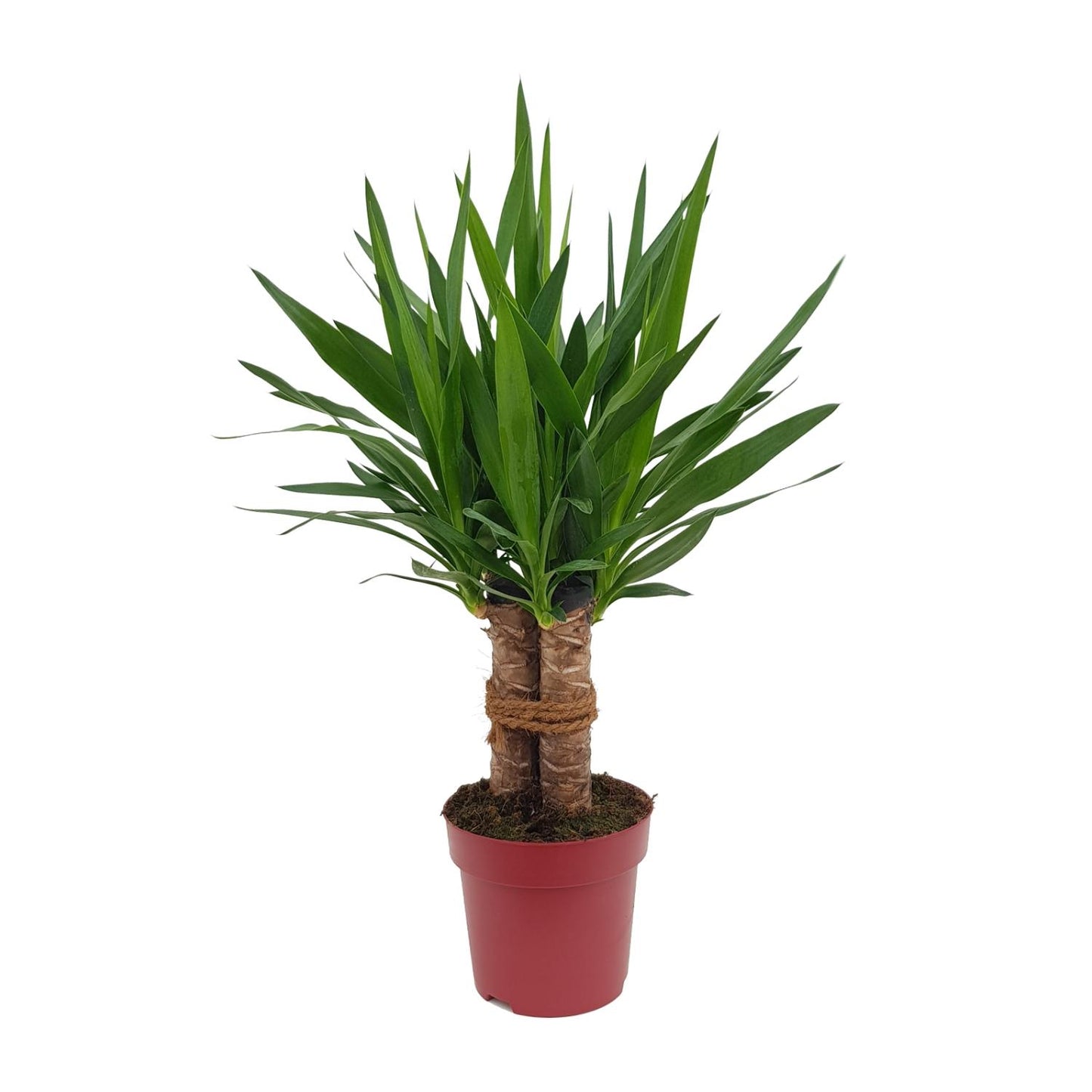 Yucca Palme 'Tres Cañas' – 70 cm pflegeleicht & robust
