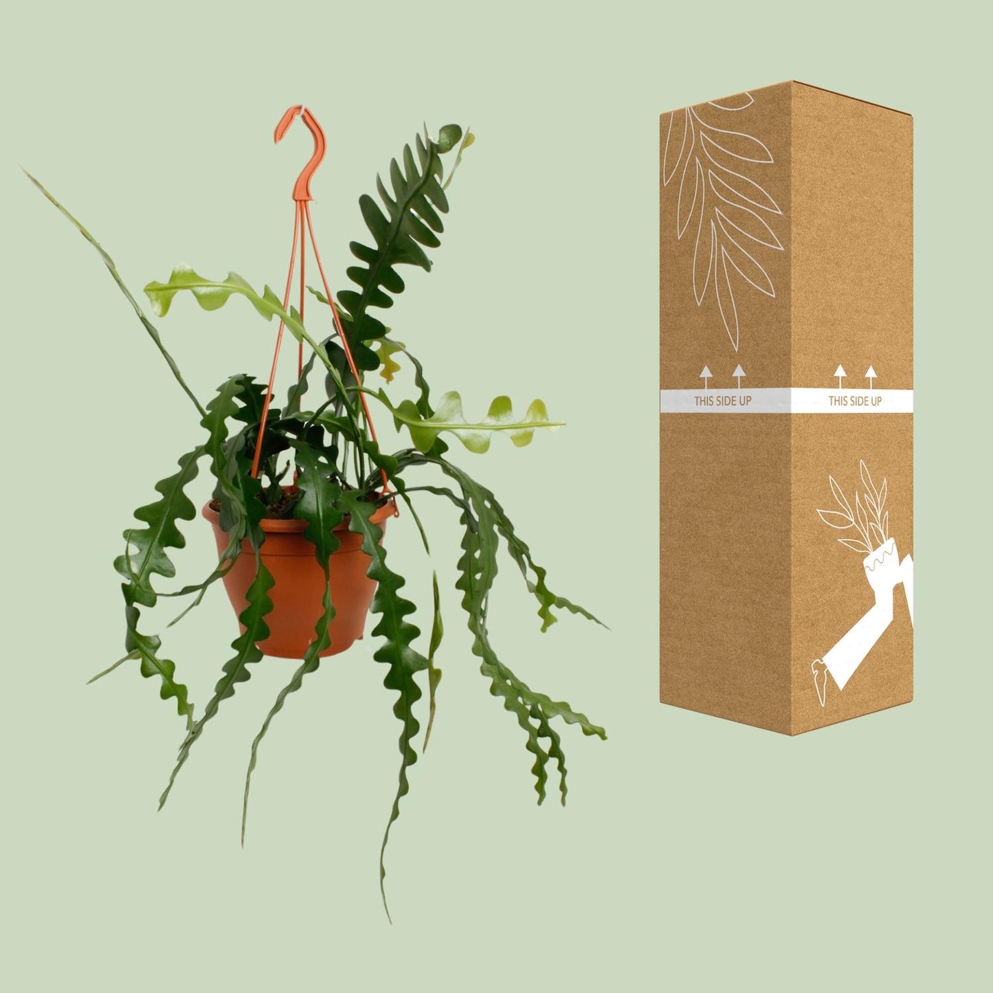 Epiphyllum Anguliger – Fischgrätenkaktus Ø17cm, 35cm hoch