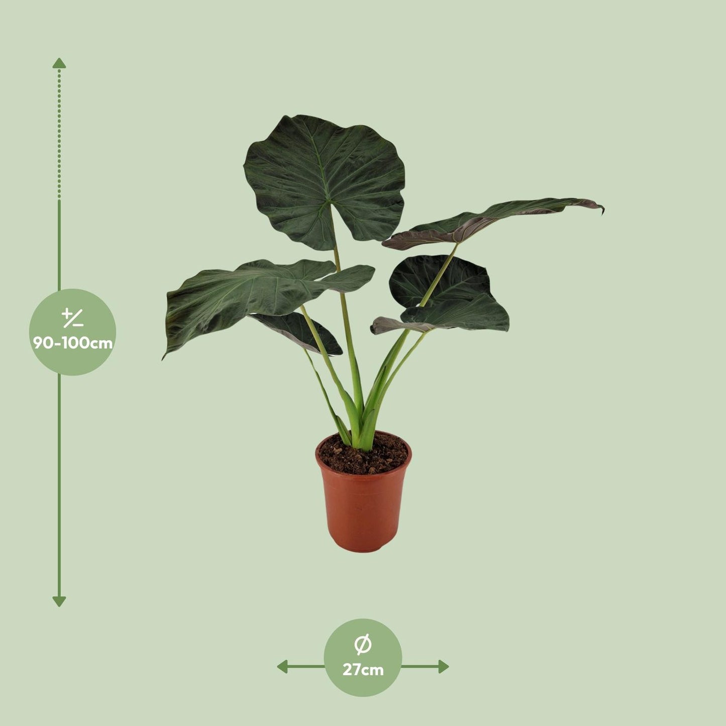 Alocasia Regal Shield – Große pflegeleichte Zimmerpflanze Ø27cm
