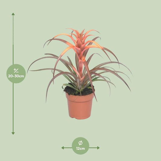 Tillandsia Capitata – Luftige Zimmerpflanze Ø12cm, 30cm hoch