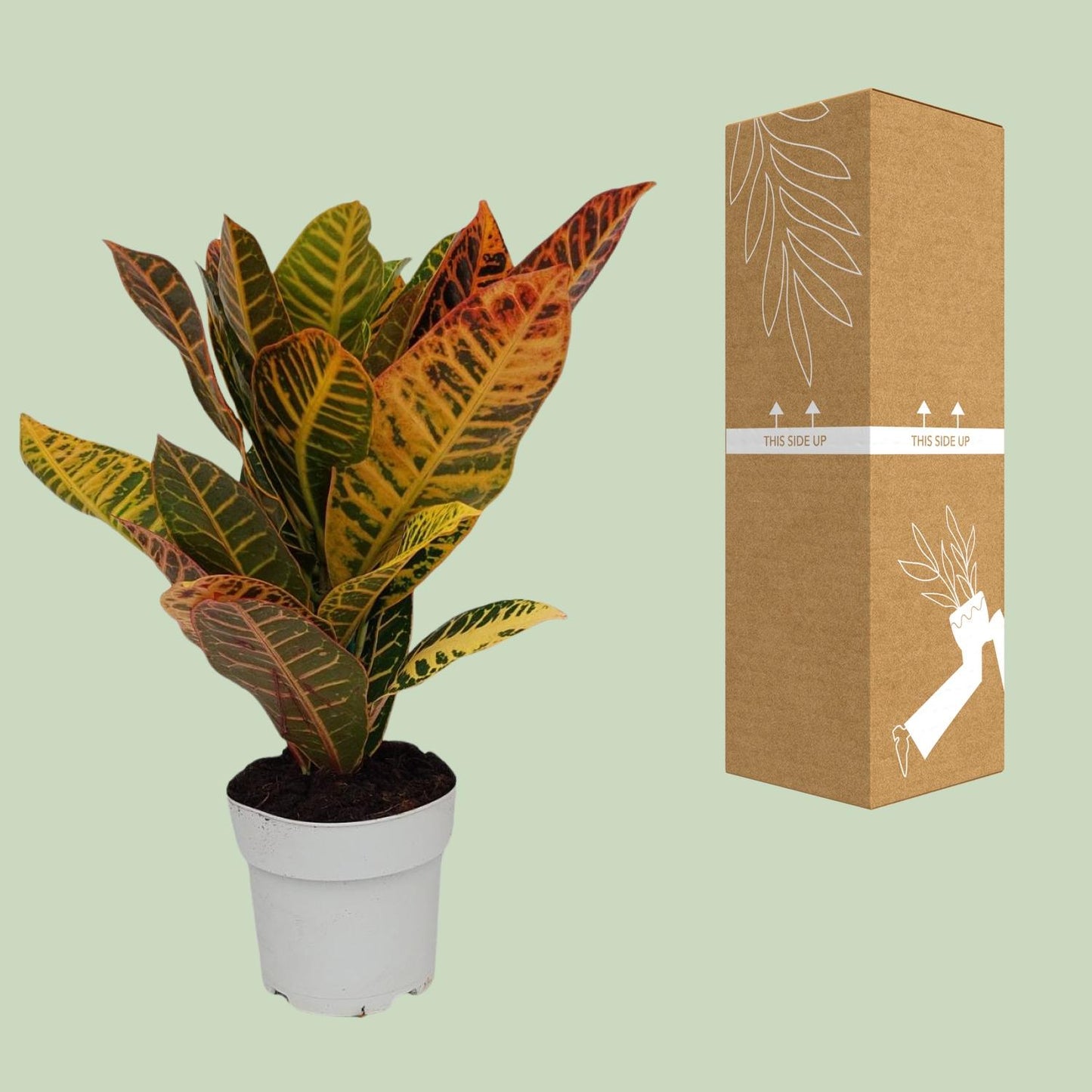 Kroton 'Petra' – Buntblatt Zimmerpflanze Ø17cm, 45cm hoch