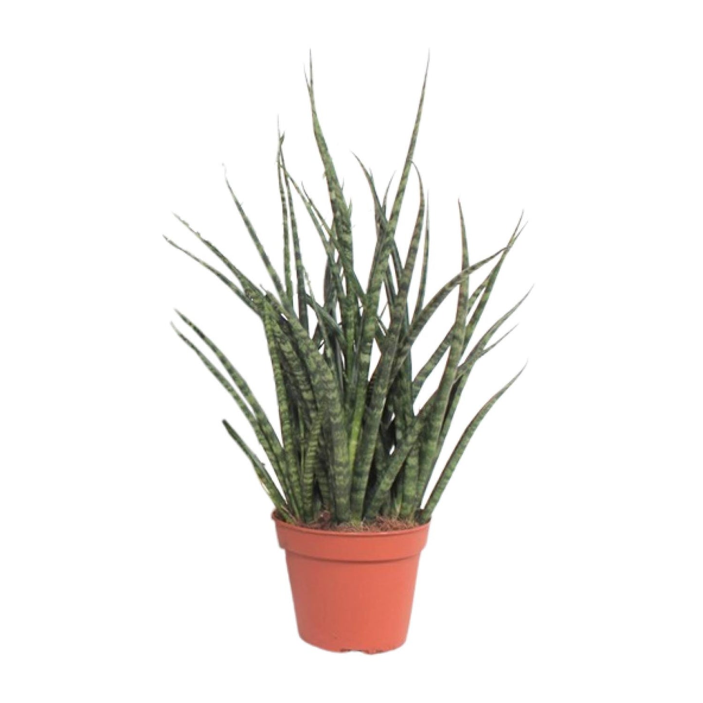 Sansevieria Fernwood Punk – Pflegeleichte Zimmerpflanze Ø12cm