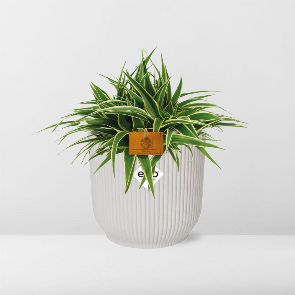 Chlorophytum Ocean 15cm mit ELHO Vibes Fold Topf weiß