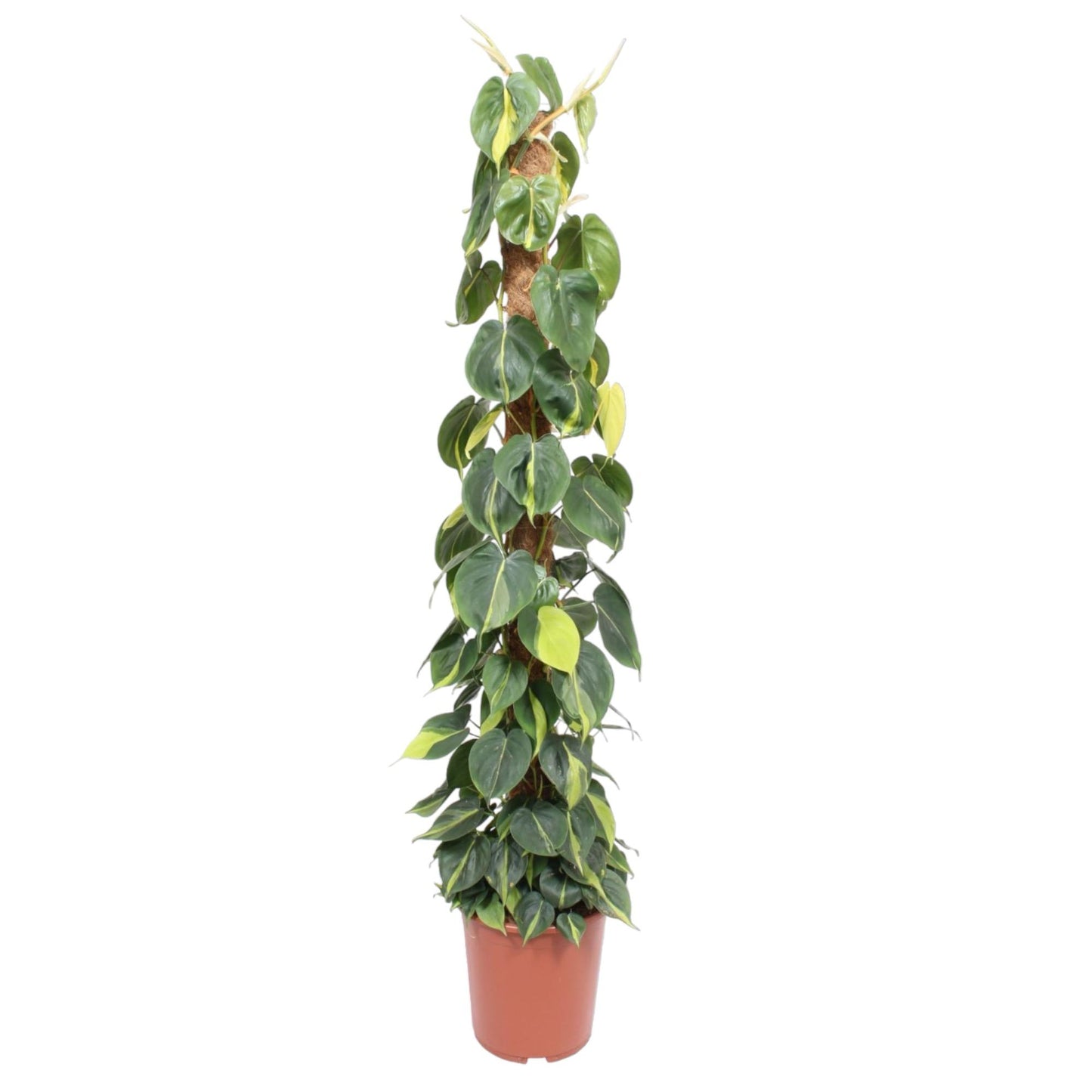 Philodendron Scandens Brasil – 150 cm, Ø 27 cm, pflegeleicht