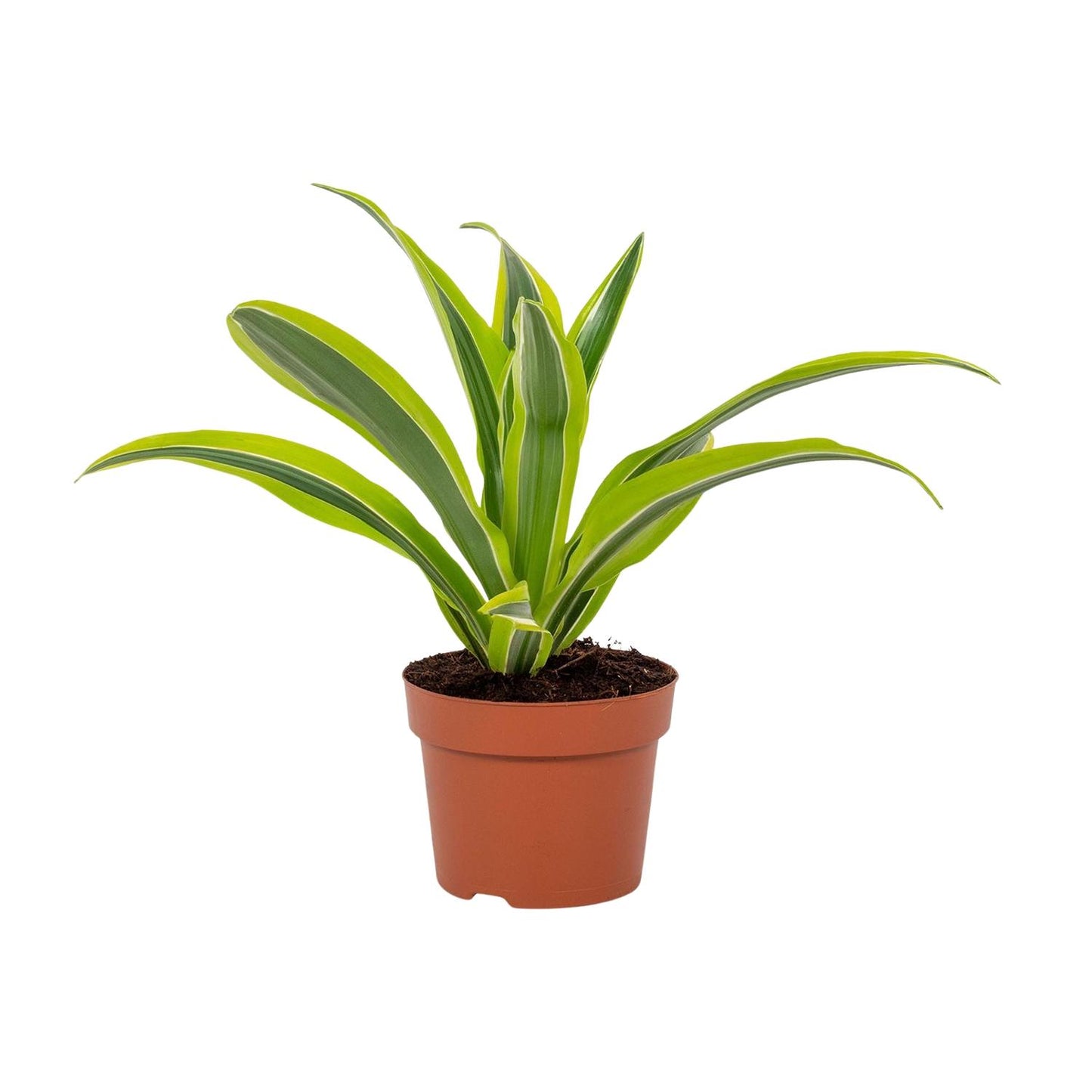 Drachenbaum Lemon Lime – Pflegeleichte Zimmerpflanze 27 cm