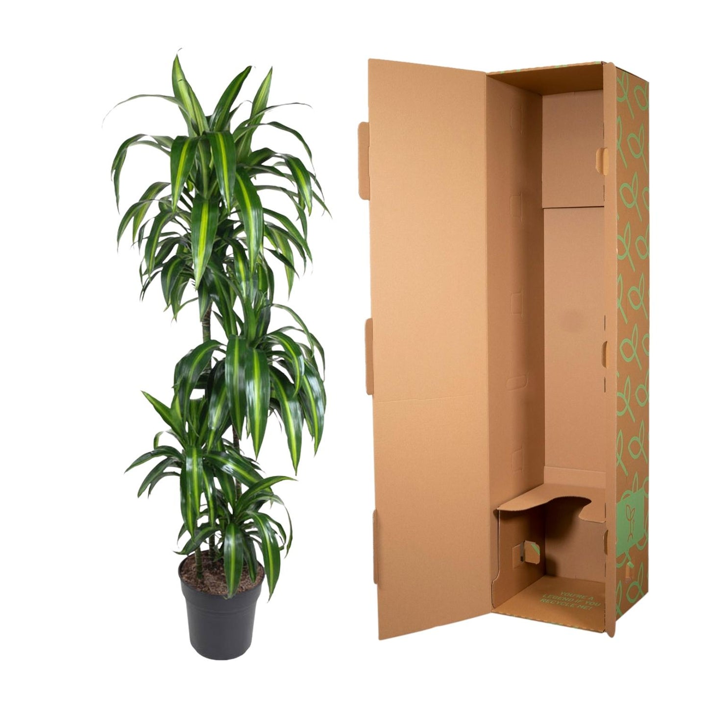 Dracaena Hawaiiana – Elegante, pflegeleichte Zimmerpflanze 180 cm