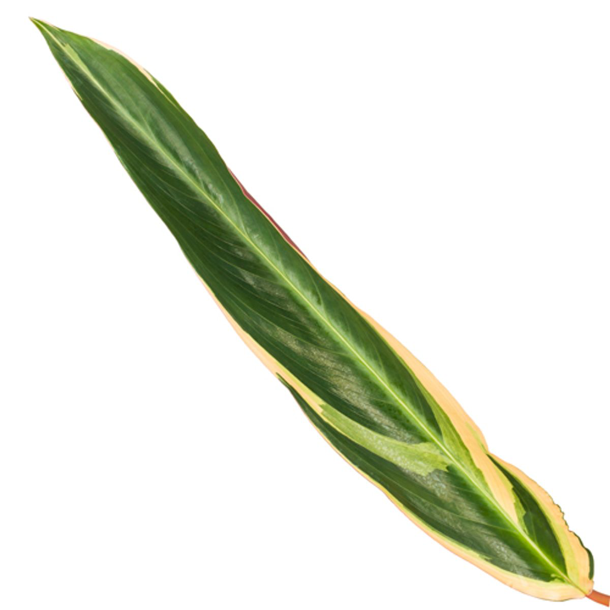 Calathea Triostar (Stromanthe) – 70 cm, Ø19 cm, pflegeleicht