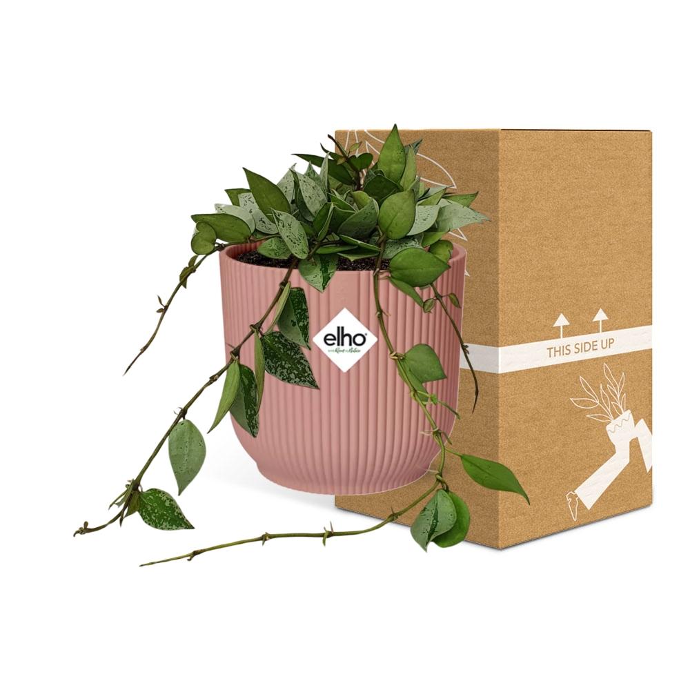 Hoya Krohniana Eskimo – Pflegeleichte Wachsblume in Rosé 14cm