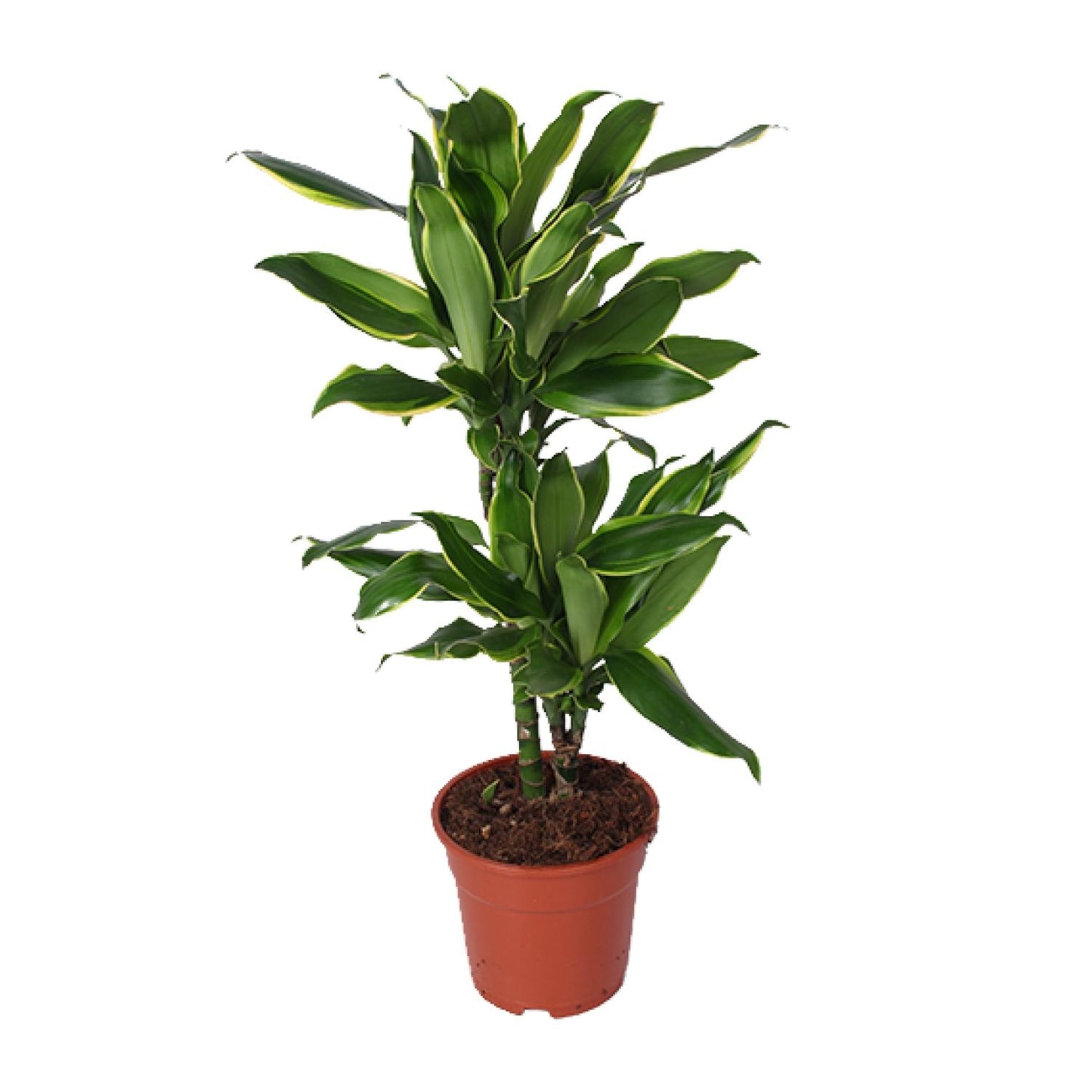 Dracaena Golden Coast – Pflegeleichter Drachenbaum Ø17cm