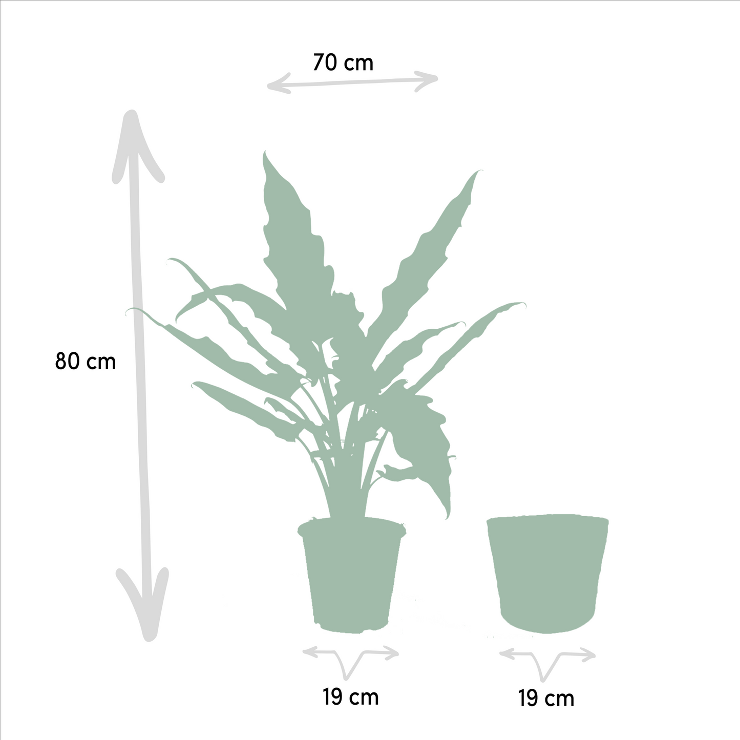 Alocasia Lauterbachiana Ø19cm mit Korb Selin – Elefantenohr Zimmerpflanze
