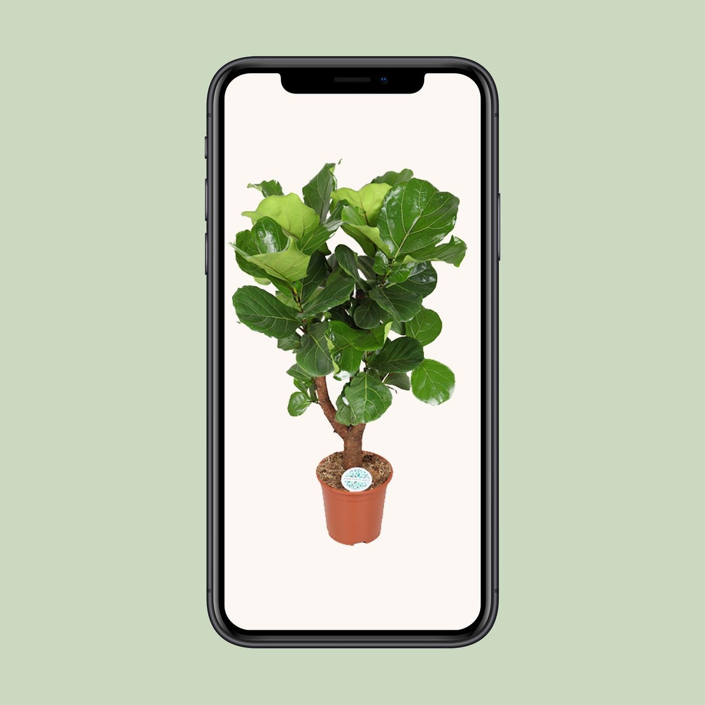 Ficus Lyrata Zimmerpflanze Ø27cm, ca. 130cm hoch