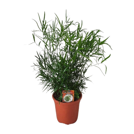 Asparagus falcatus – Eleganter Spargel-Farn Ø17cm, ca. 55cm hoch