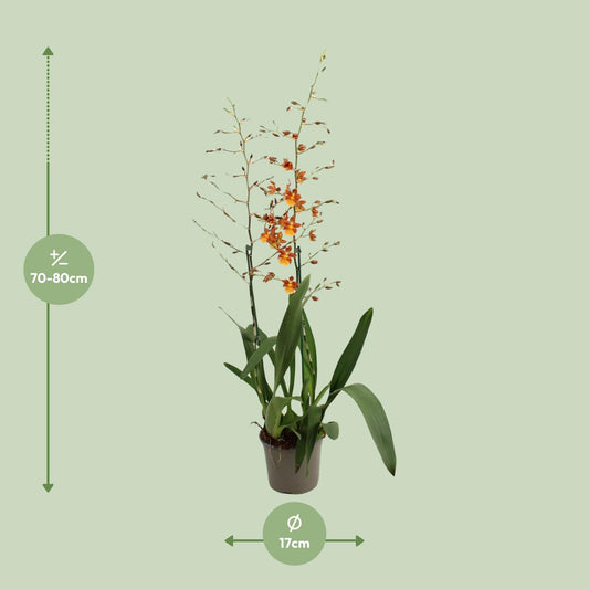 Tanzende Damen Orchidee Oncidium Ø17 cm, Höhe 80 cm