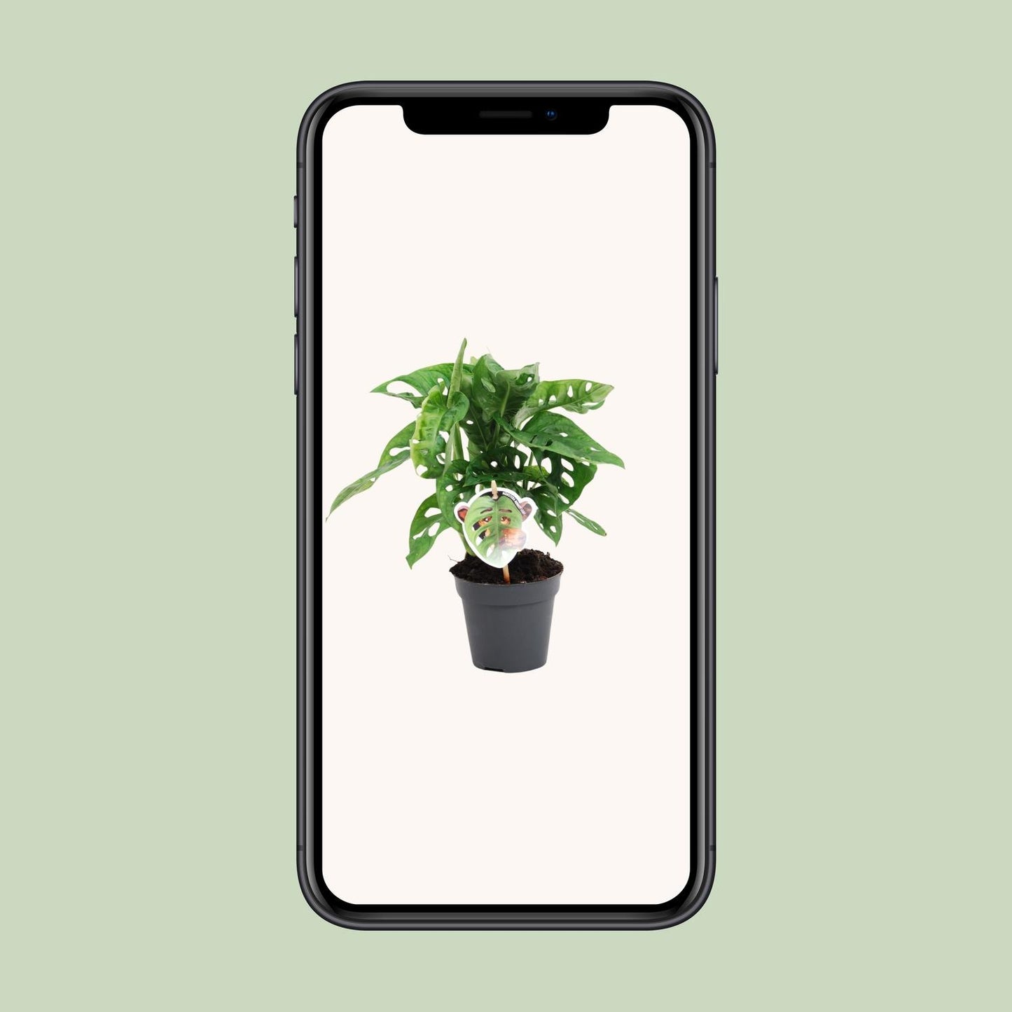 Monstera Monkey Leaf – pflegeleichte Zimmerpflanze Ø12cm