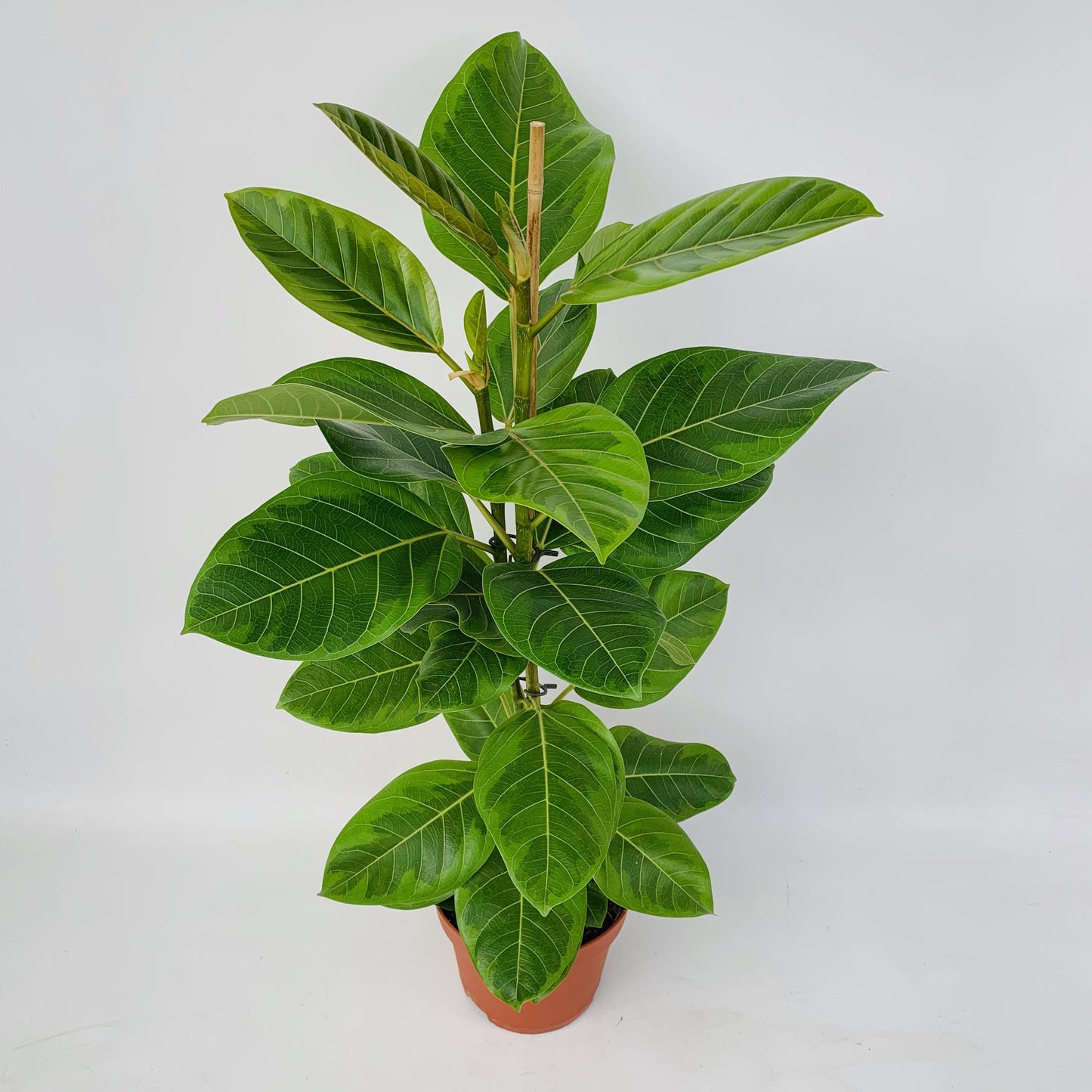 Ficus Altissima – Pflegeleichter Feigenbaum Ø21cm, 95cm hoch