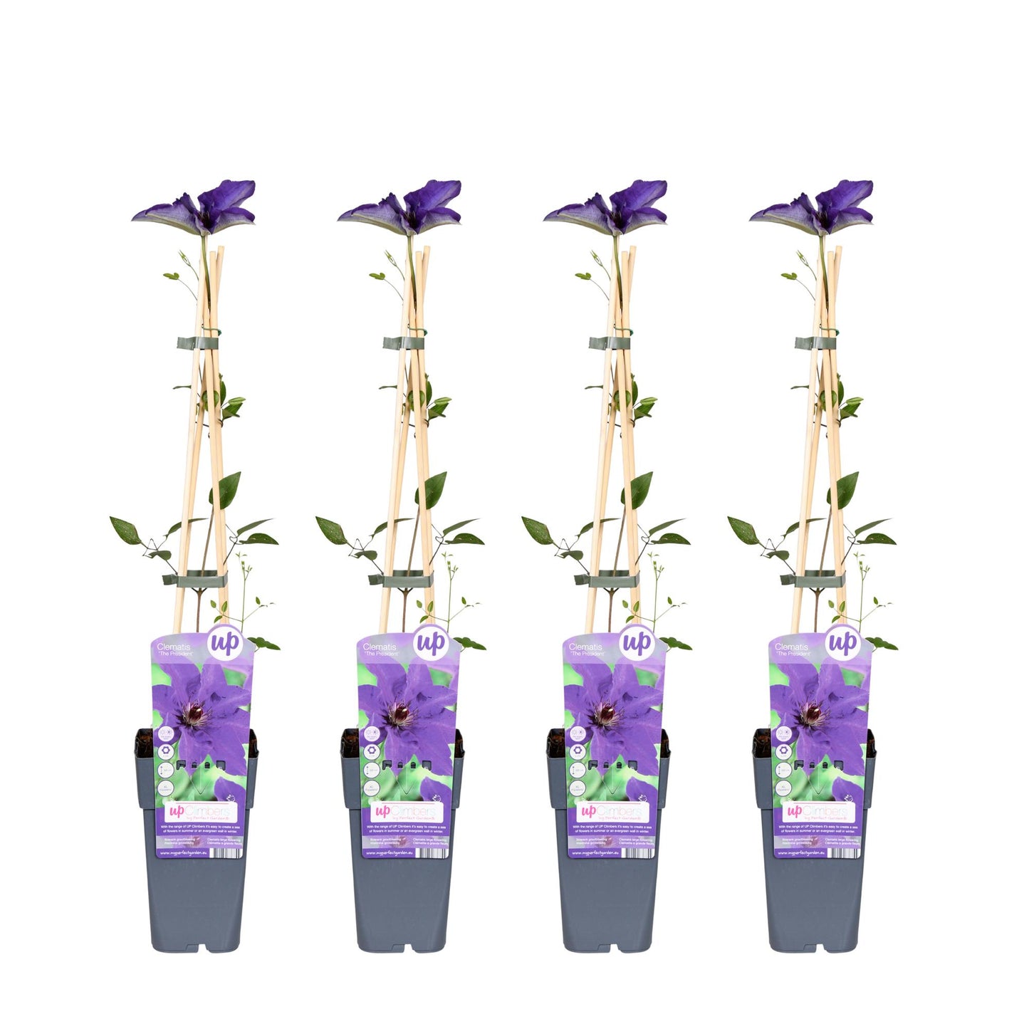4x Clematis The President – Kletterpflanze Ø15cm, 65cm hoch