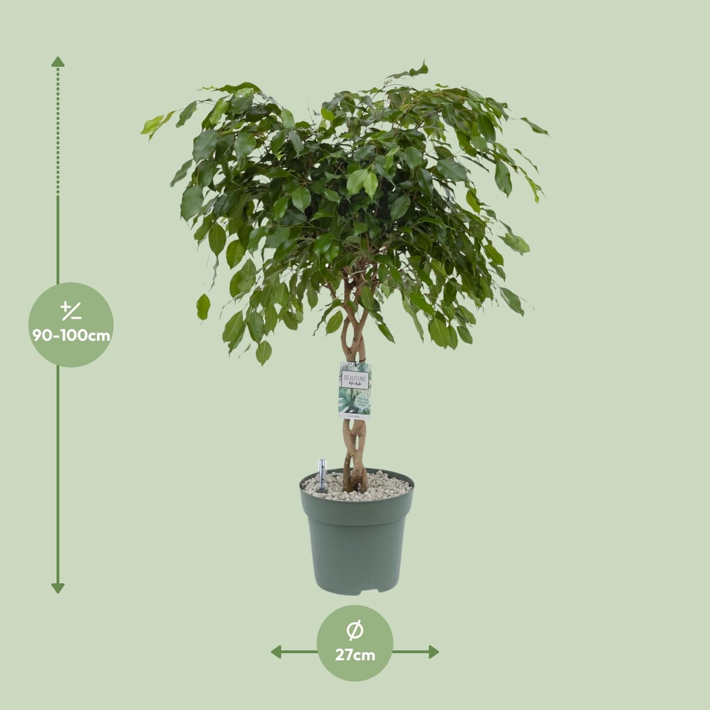 Birkenfeige 'Adora/Exotica' – Pflegeleichte Zimmerpflanze 120 cm